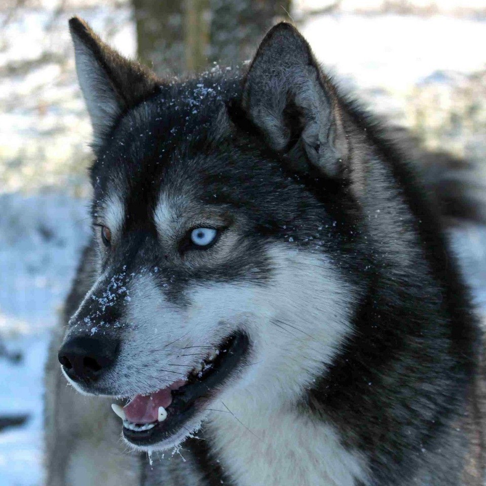 Taysa's Under The Blue Moon